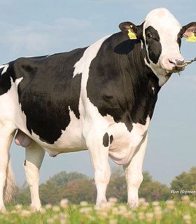 Из коровника в корпорацию: как SEMEX изменила мировой рынок генетики — и что это значит для России